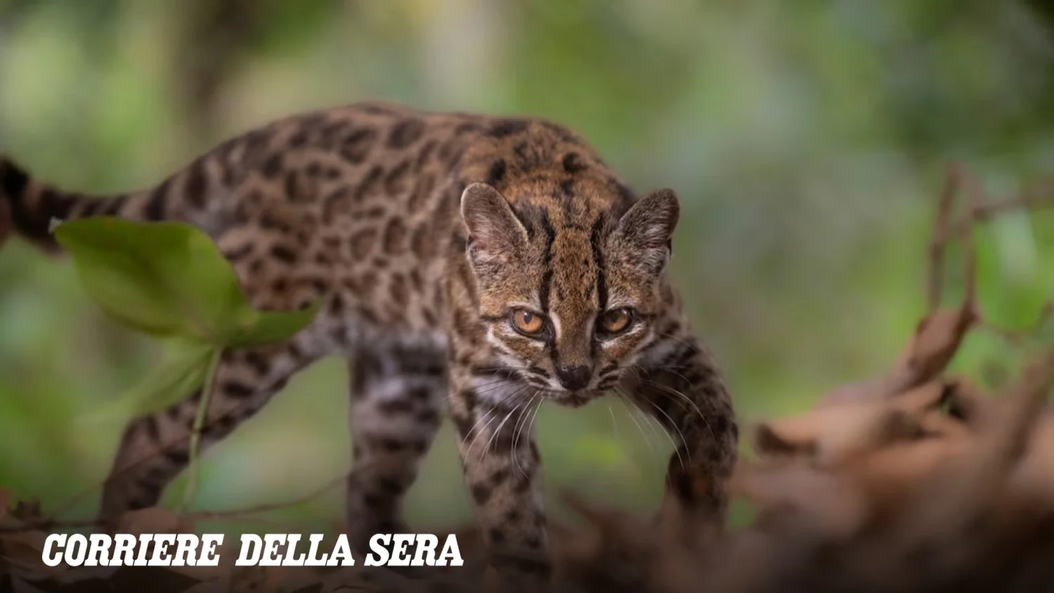 Descoberto na Bolívia um novo pequeno felino: o Tilcayo (Leopardus tilcayoe)
