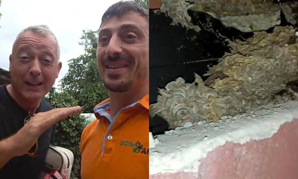 Pierluigi Diaco e Alessio Orsingher combatem enxame de vespe: especialista encontra ninho enorme na parede