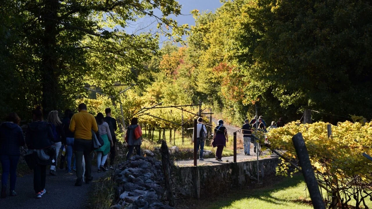 DiVin Ottobre no Trentino: vinhedos dourados, sabores locais e o espetáculo do foliage