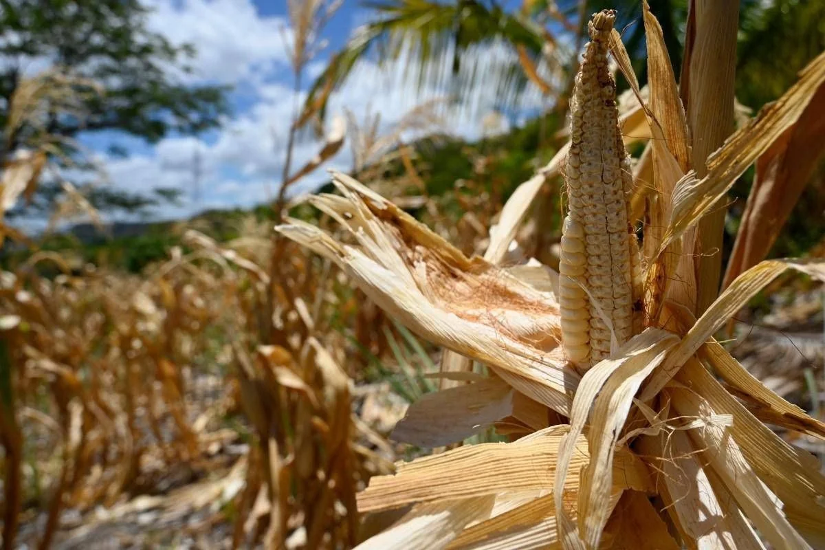 El Niño 2026: OCDE alerta 95% de chance de evento muito intenso; riscos para colheitas e preços
