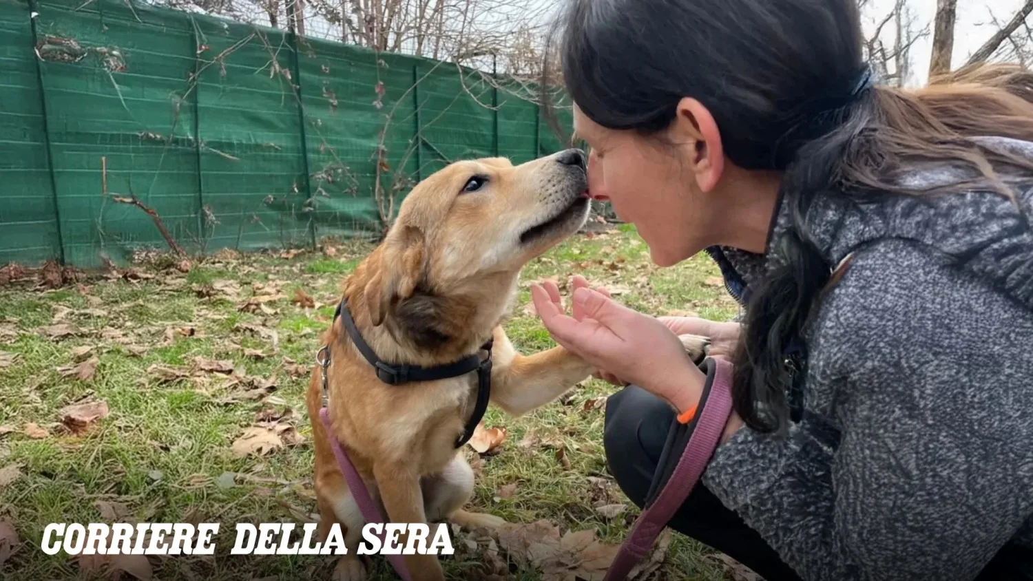 Fundação Arcaplanet leva adoções de cães e gatos ao Jova Summer Party para combater o abandono