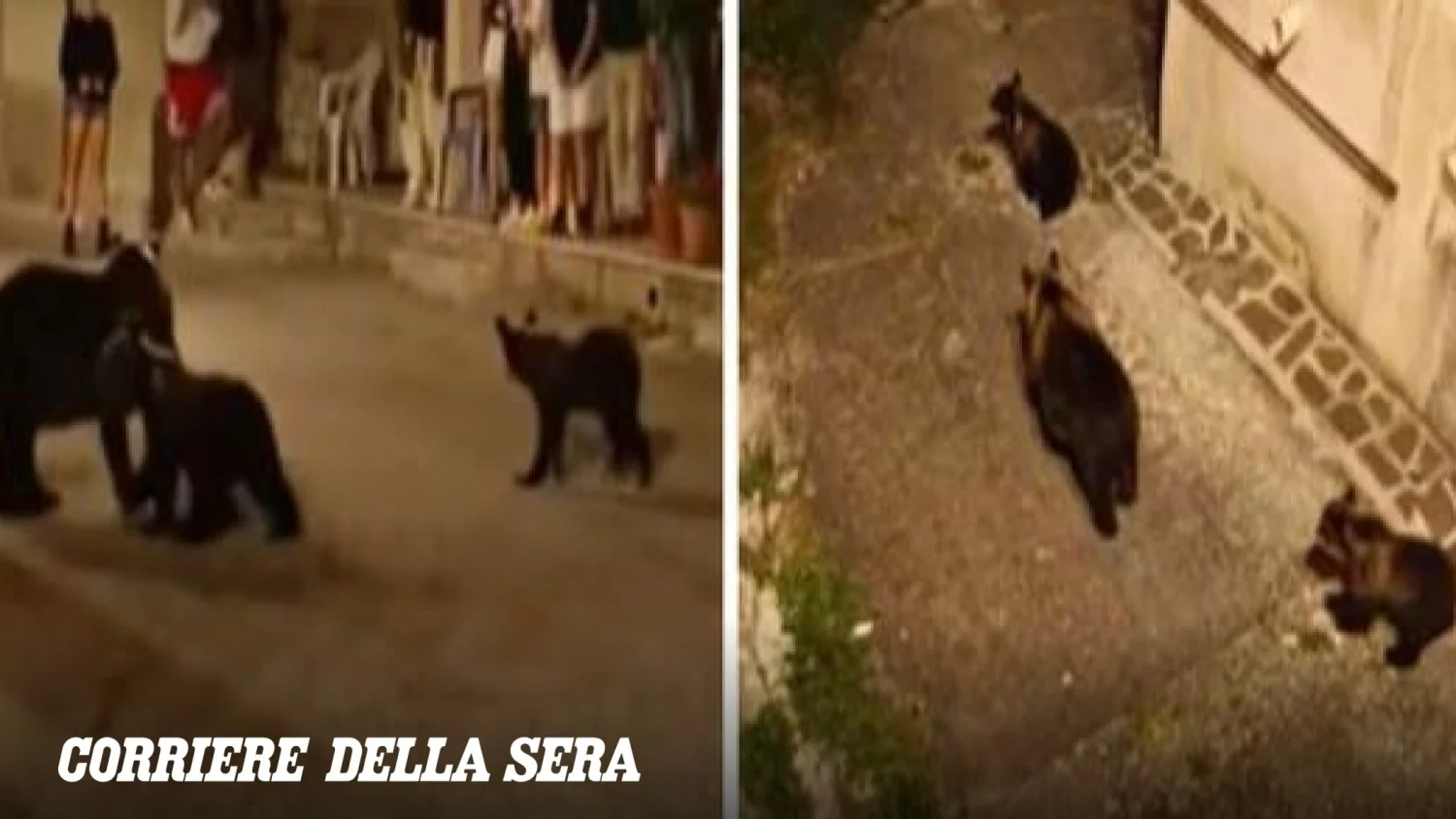 Gabbietta, filha de Amarena, é vista com dois filhotes no Parque Sirente-Velino: sinal de esperança para o urso marsicano