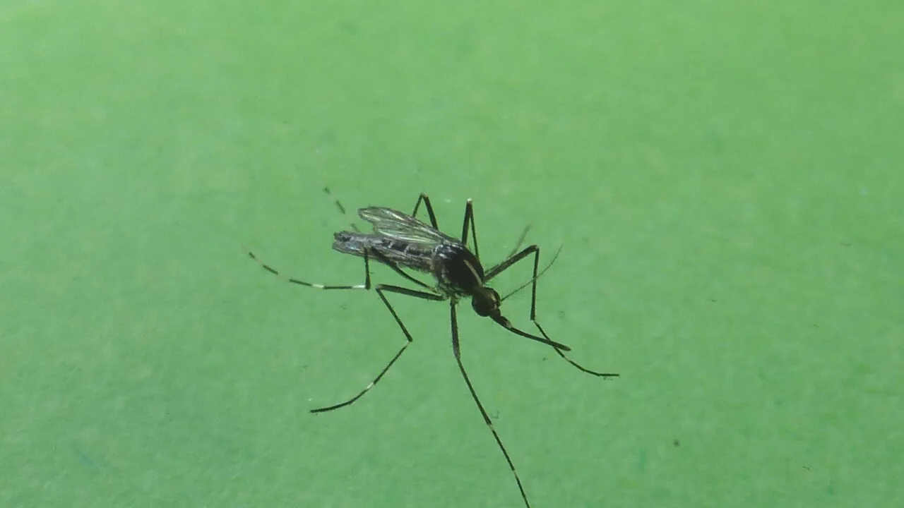 ISS: 700 casos de West Nile, 312 de Dengue e 28 de Chikungunya até 22 de setembro de 2026