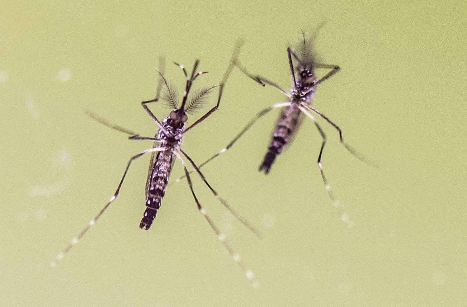 Itália registra aumento: 700 casos de West Nile e 312 de Dengue até 22/09/2026