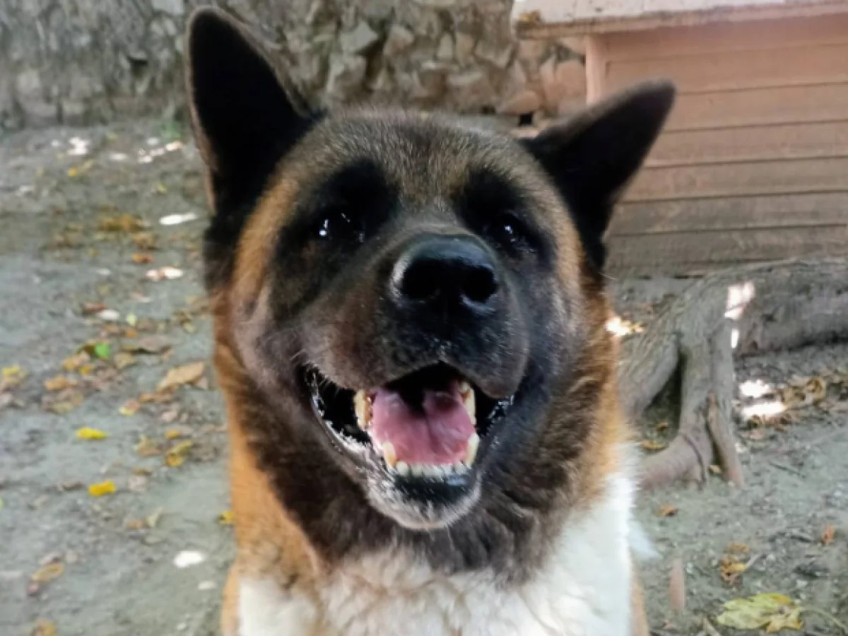Linea, a Akita Americano resgatada de corrente curta, procura um lar para recomeçar