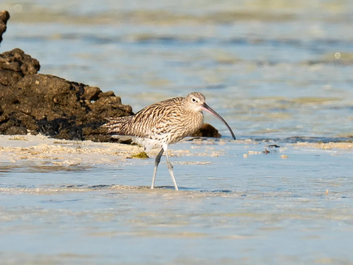Metade das aves migratórias em declínio: confirmada 1ª extinção global na Eurásia e África