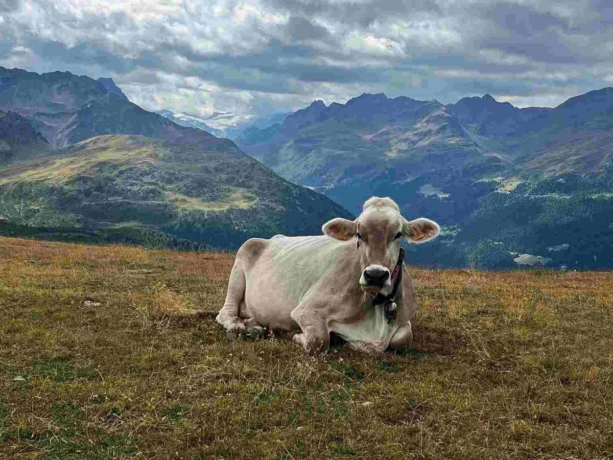 Montanhas europeias ficam mais verdes, mas plantas de alta altitude estão em risco