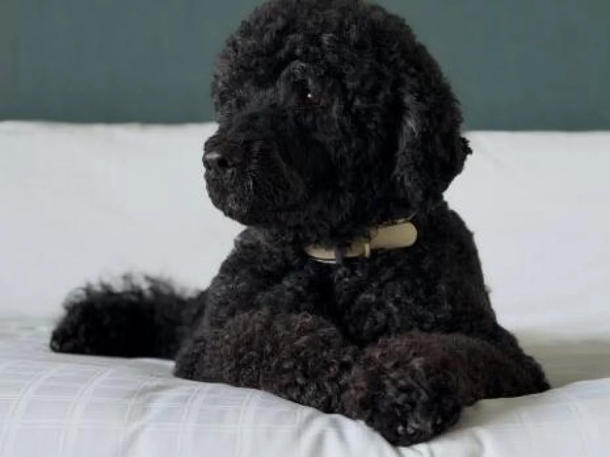 Morre Sunny, a cadela que iluminou a vida da família Obama: «Uma força da natureza»