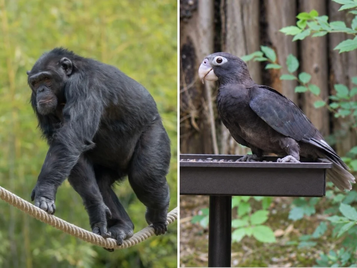 Como a música melhora a vida social dos chimpanzés e por que papagaios vasa mostram ‘destros’ e ‘canhotos’
