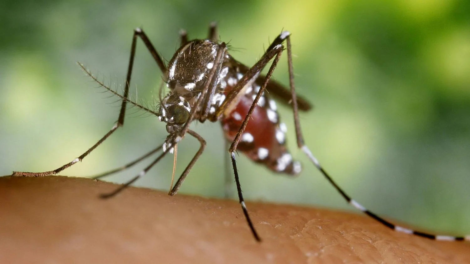 Novo caso de dengue em Pisa reacende debate sobre medidas de prevenção na Toscana