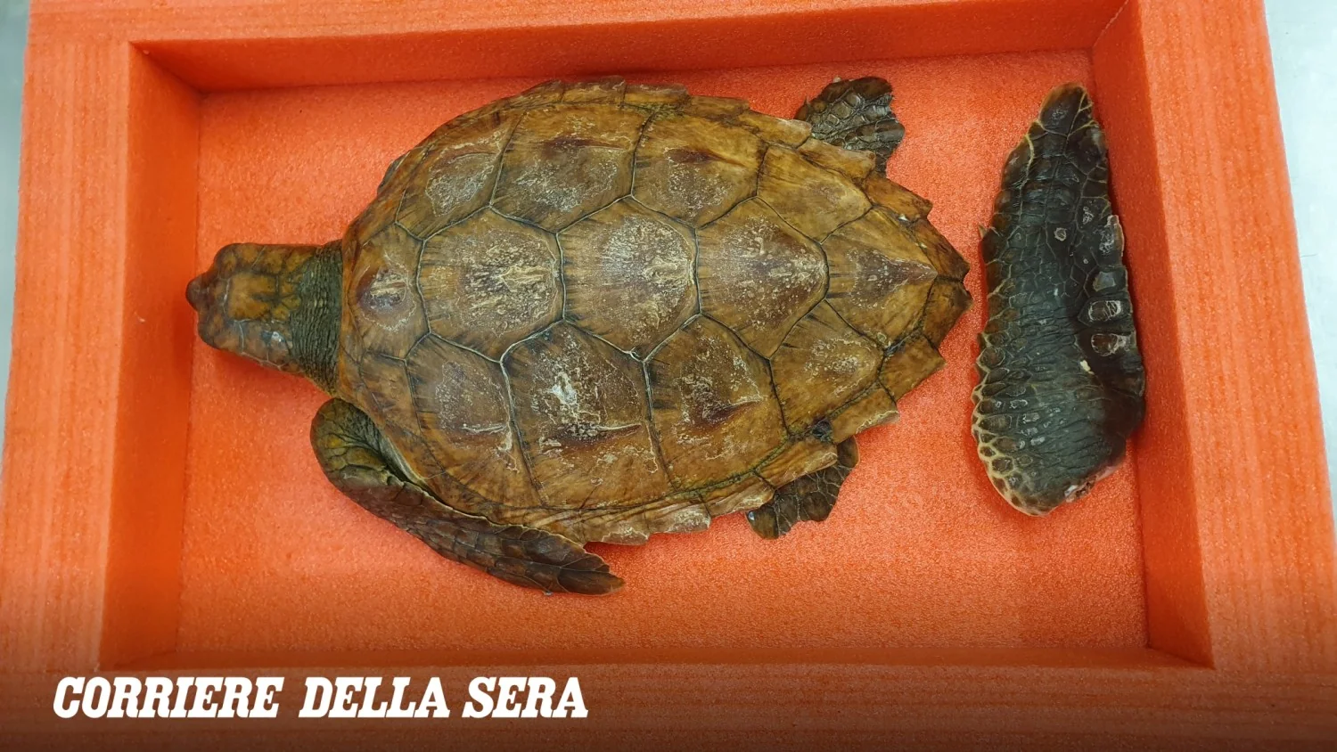 Plástico estrangula nadadeira de tartaruga em Savona; animal é levado ao Acquario di Genova e passa por amputação