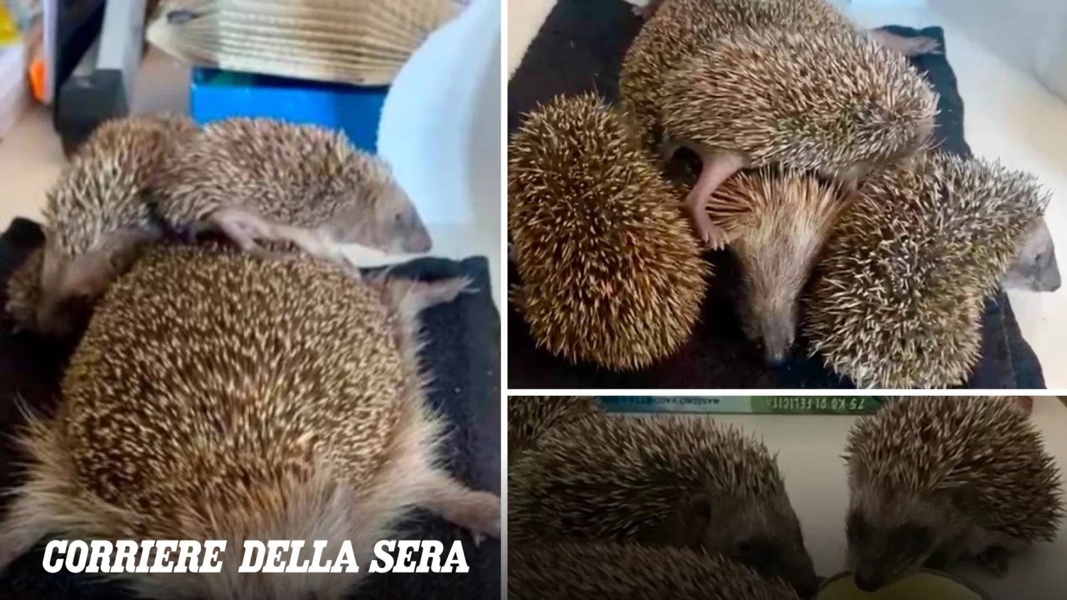 Ratin, a mãe‑ouriço salvada da seca: como calor e desidratação ameaçam a espécie