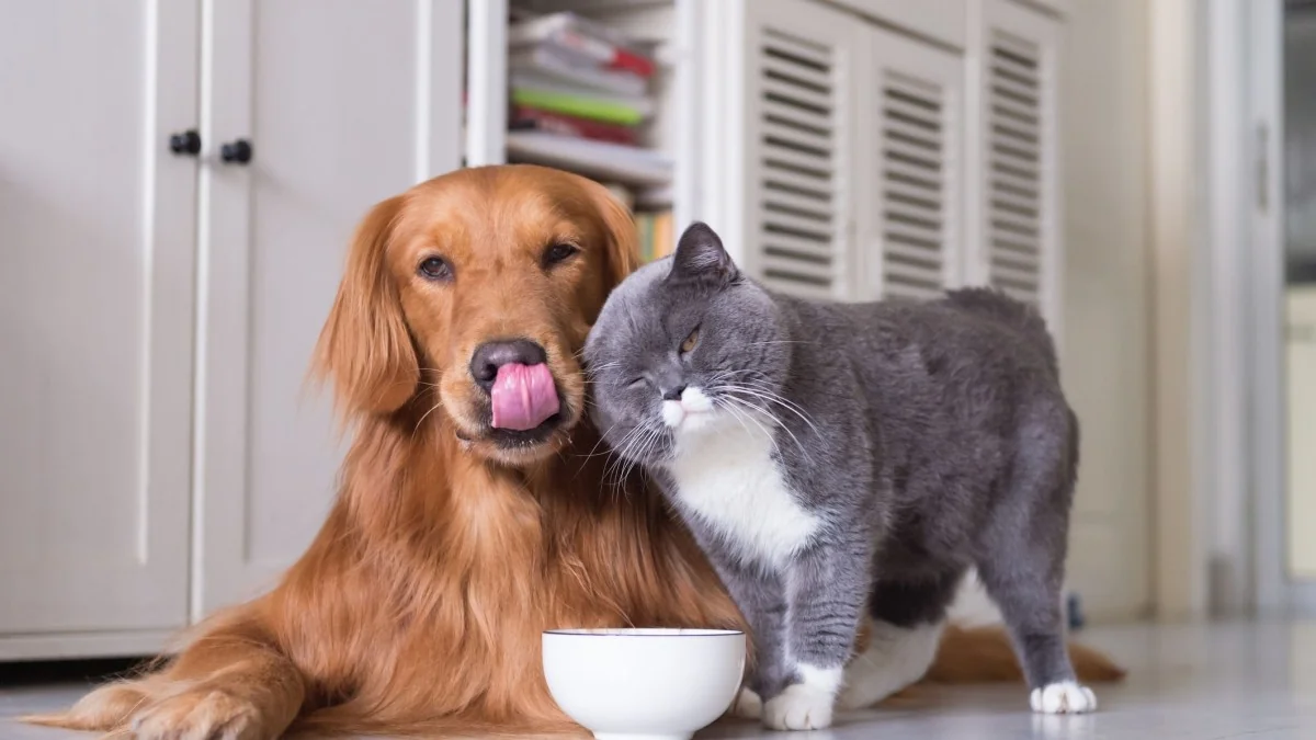 Entrou em vigor o Regulamento Europeu para o bem-estar de cães e gatos: rastreabilidade, limites à reprodução e proibições essenciais