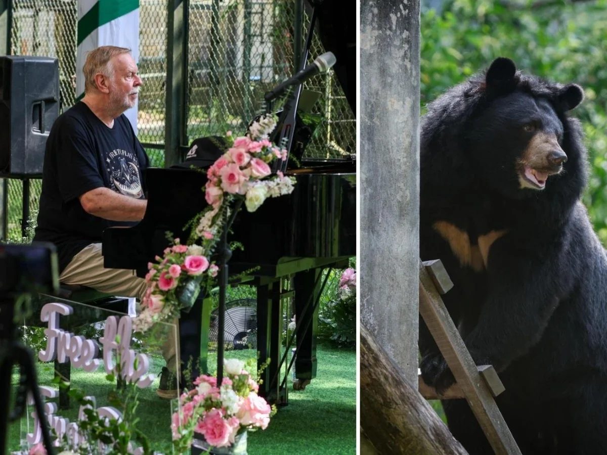 Rick Wakeman toca na floresta pelo resgate dos ursos da lua: concerto no santuário de Tam Dao