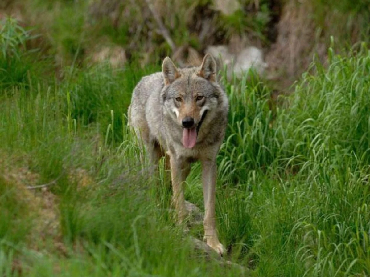 Segundo lobo é abatido em Marebbe (Alto Adige) e provoca críticas de organizações ambientais
