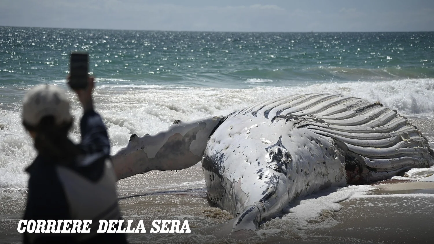 Selfies com a baleia morta atraem tubarões e lotam praia de Perth apesar dos alertas