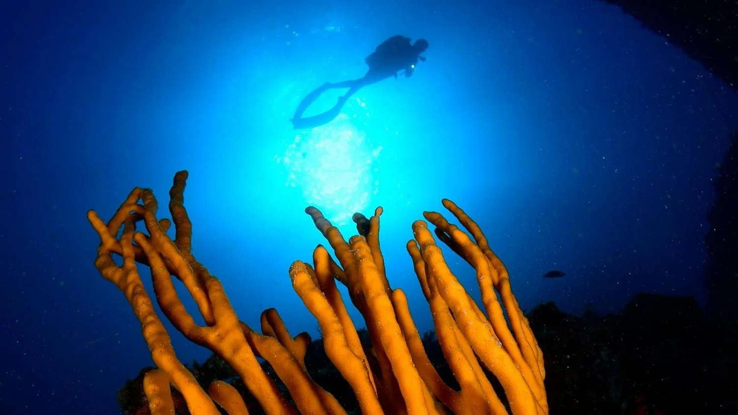 Subacquatica ilumina Ponza e Ventotene com esporte, arte e arqueologia subaquática
