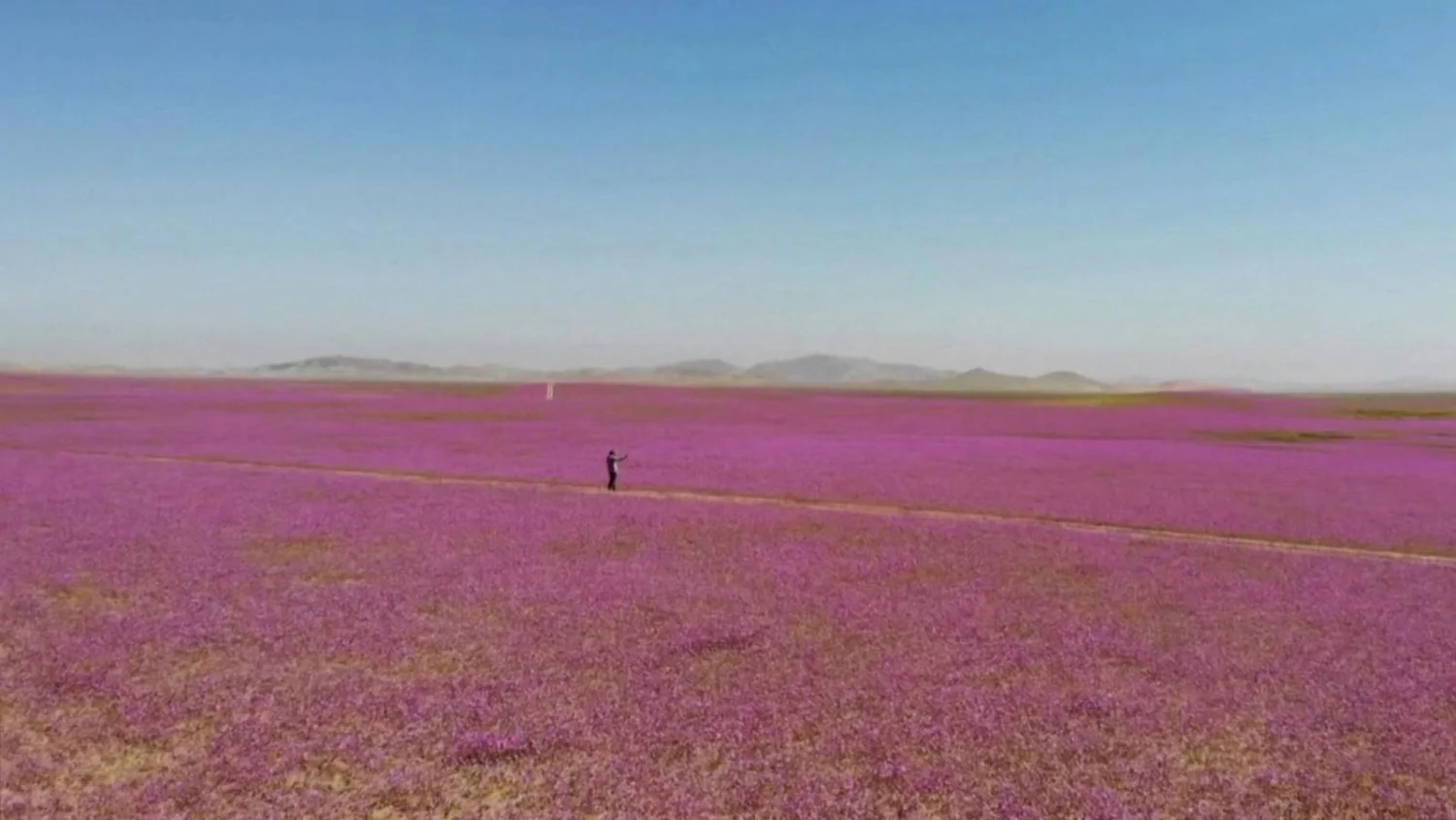 Super El Niño transforma Deserto do Atacama: chuva intensa e flores desabrocham
