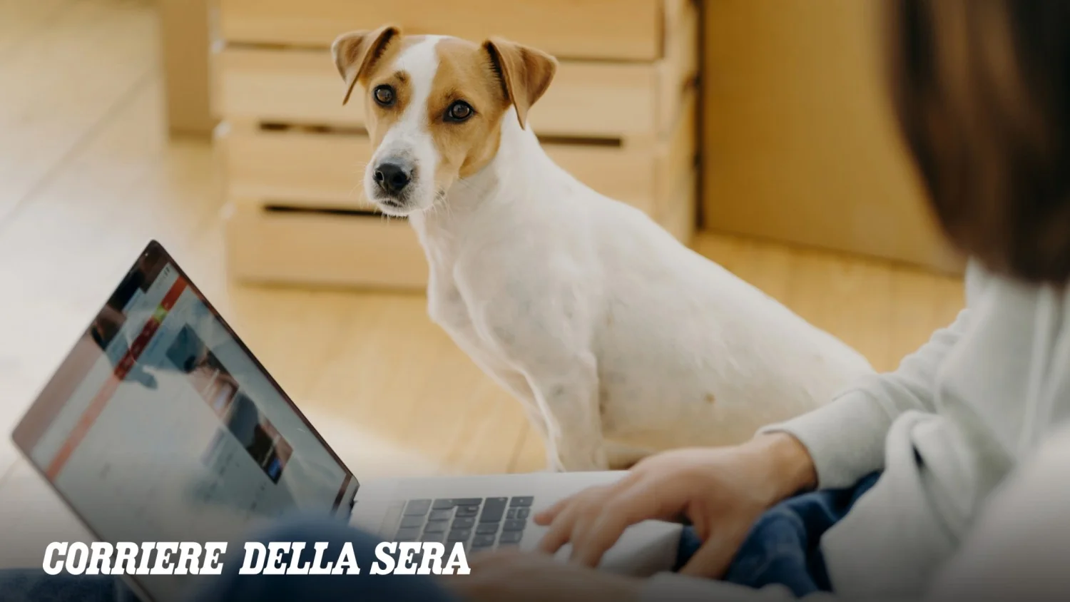 Como a tecnologia e a inteligência artificial mudam o dia a dia de quem tem cães e gatos