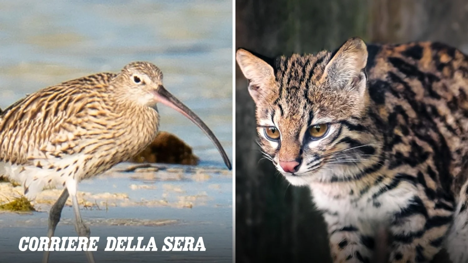 Entre o Tilcayo e o chiurlottello: o balanço da natureza e o chamado à conservação