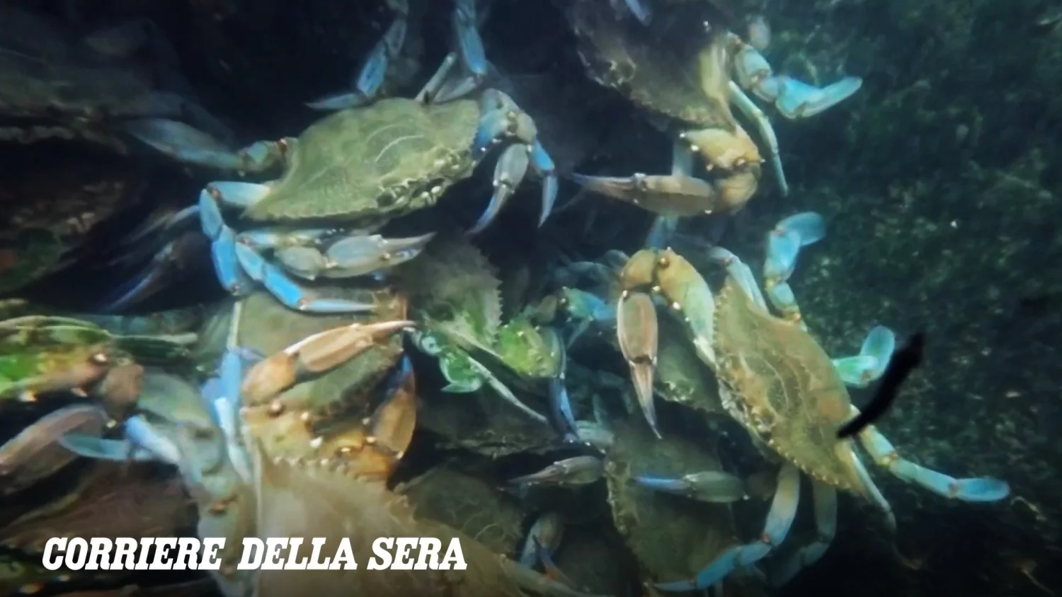 Vendicari: invasão do caranguejo-azul diminui, mas cientistas pedem vigilância contínua