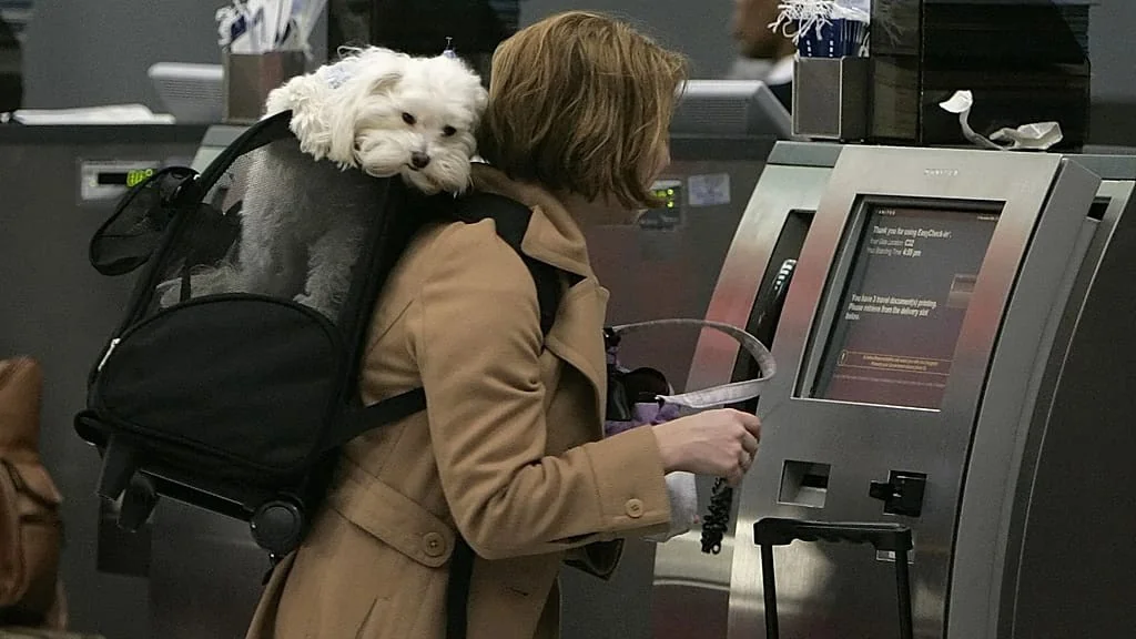 Viajar com cães e gatos na Europa: o que as principais companhias aéreas permitem e as regras que precisa conhecer