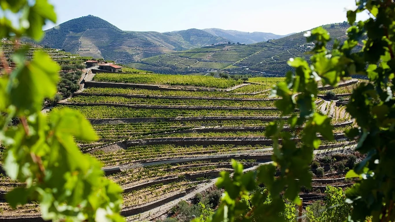 Vindimas no Douro: roteiro sensorial para viver a colheita da uva em 2026