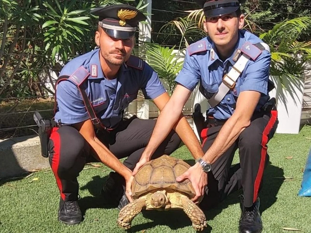 3.189 crimes contra animais em 10 meses na Itália: dados dos Carabinieri e o 'Pacto de São Francisco'