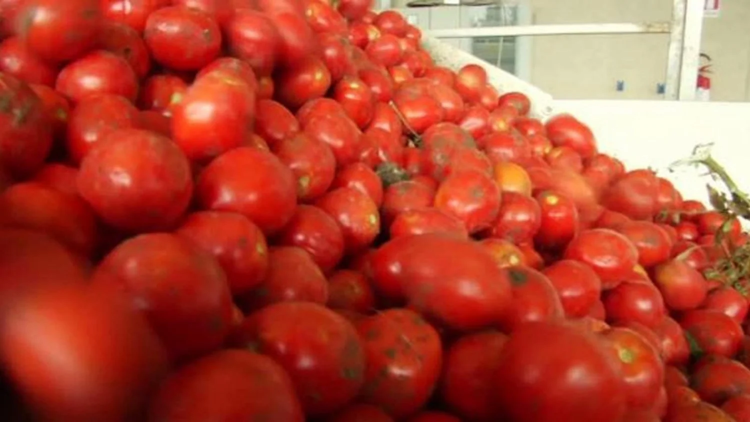 Alerta de salmonela na Puglia: proíbem tomates frescos nas refeições escolares por precaução