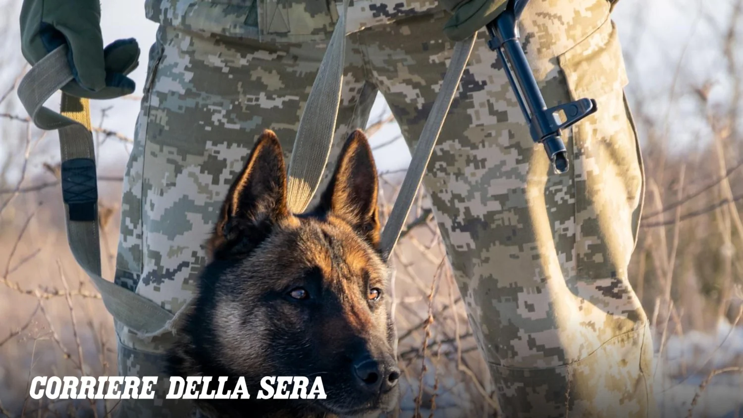 E se os "supercães" virassem realidade? Empresa americana busca aperfeiçoar e clonar animais para uso militar