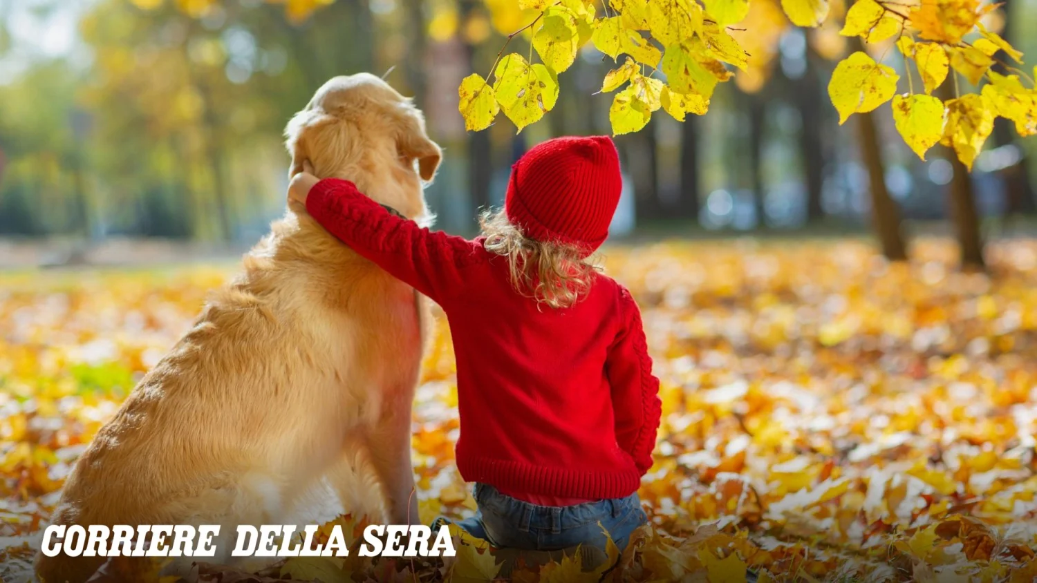 O 'cão perfeito' já existe? Por que inventar novas raças não é a resposta