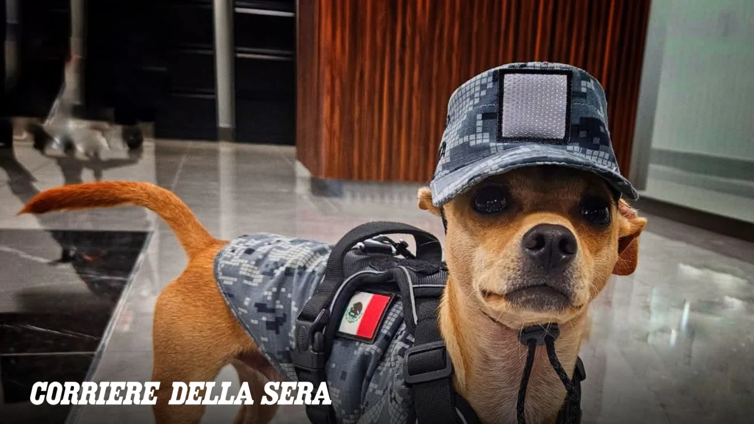 «Comando»: o pequeno Chihuahua que ilumina a Unidade Cinófila da Guardia Nacional no México