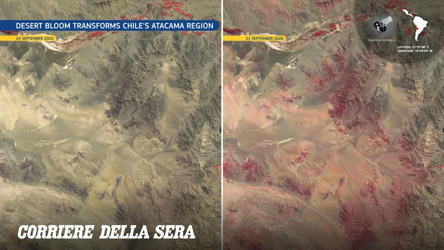Deserto do Atacama floresce novamente: El Niño despertou um tesouro de sementes