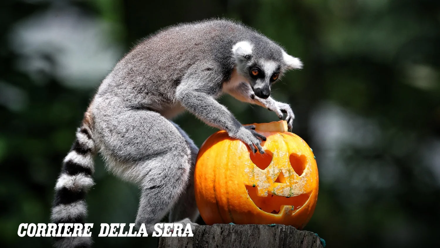 Halloween nos zoológicos: abóboras, guloseimas e um enriquecimento que ilumina comportamentos