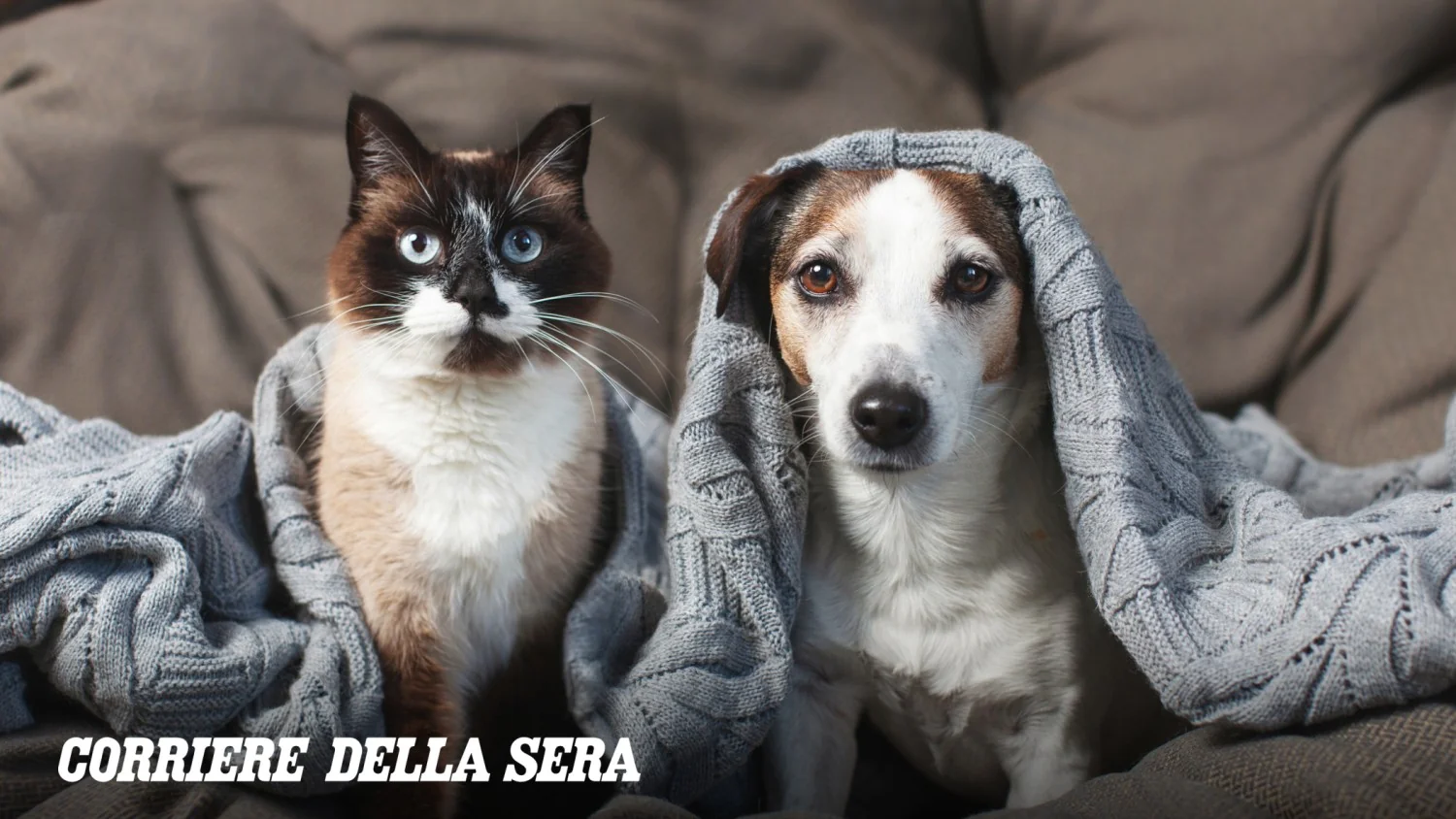 Hora solar: como a mudança de horário impacta cães e gatos e o que fazer para minimizar a ansiedade