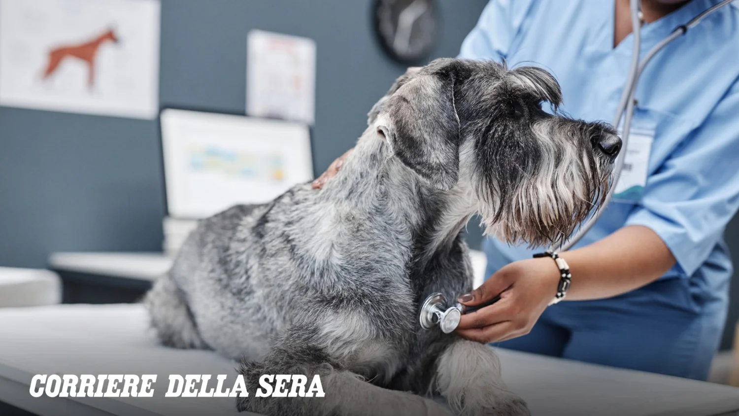 Como a inteligência artificial está ajudando a prevenir doenças cardíacas em cães