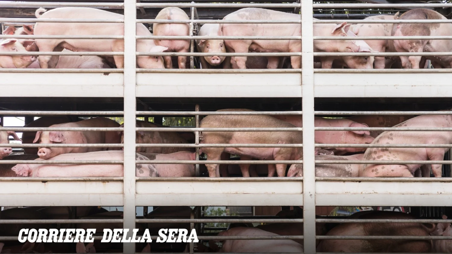 Criação intensiva: associações pedem que Itália siga a Dinamarca para proteger a saúde pública e o território