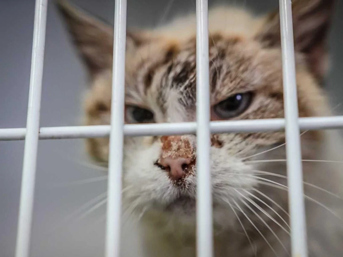Italianos querem adotar cães e gatos, mas muitos não sabem por onde começar