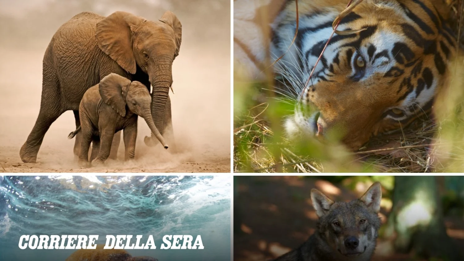 Relatório Living Planet 2026: perdemos 73% das populações selvagens; na Itália quase 1 em 3 espécies terrestres está em risco