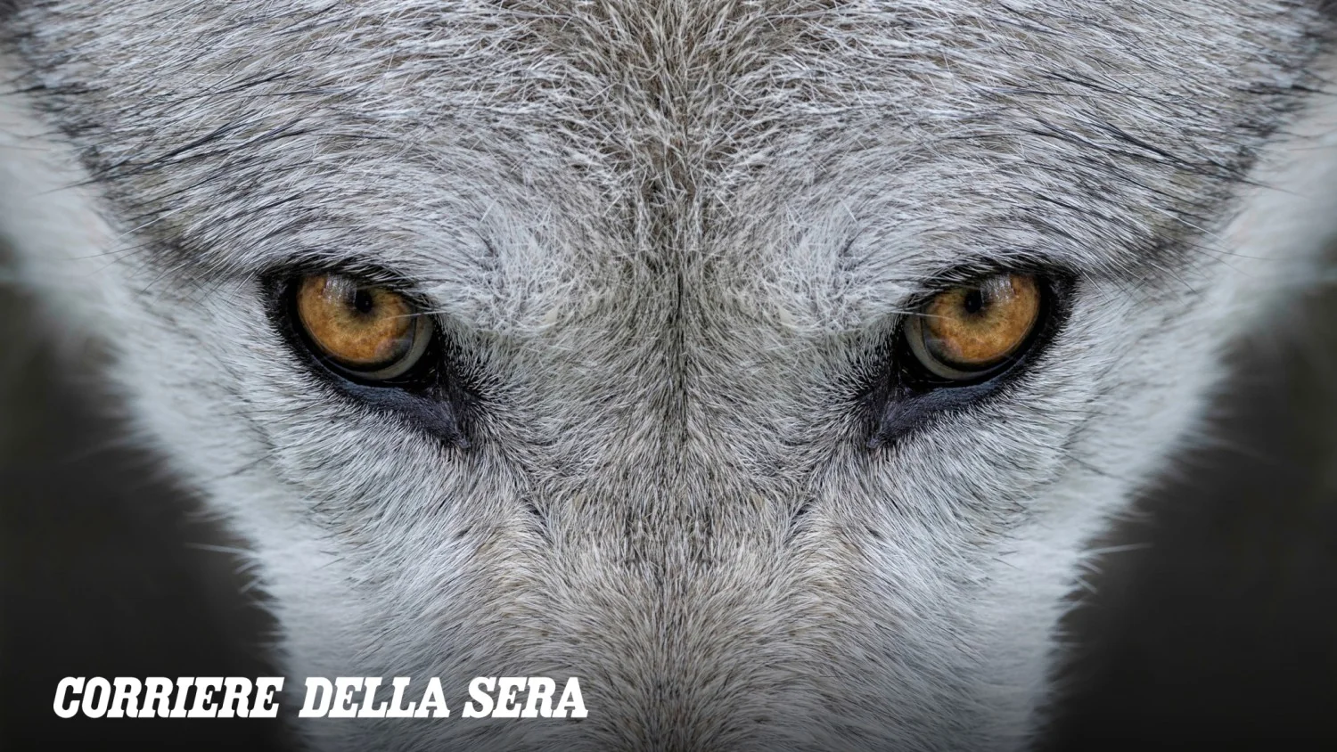 Simulação em Veneza absolve lobo que predou bezerro: ataque foi necessidade, não crueldade