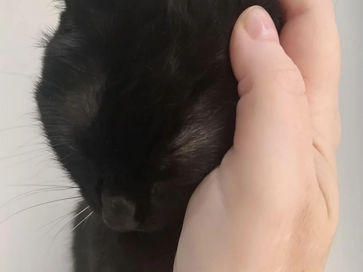Milo, meu filho de quatro patas: o kintsugi do luto e a cura após a perda de um animal