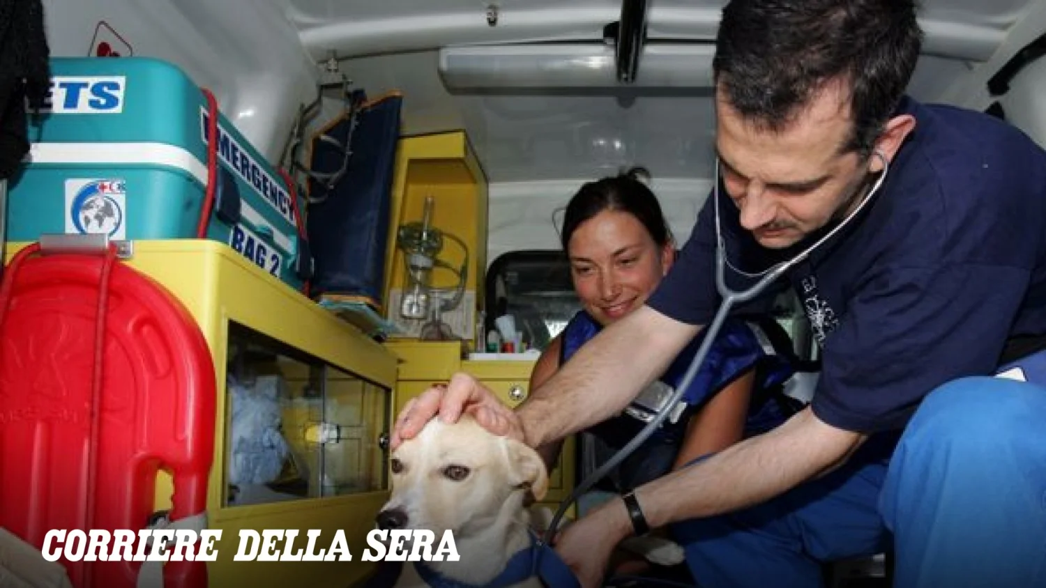 MIT garante manutenção das regras de socorro a animais mesmo com novo Código de Trânsito