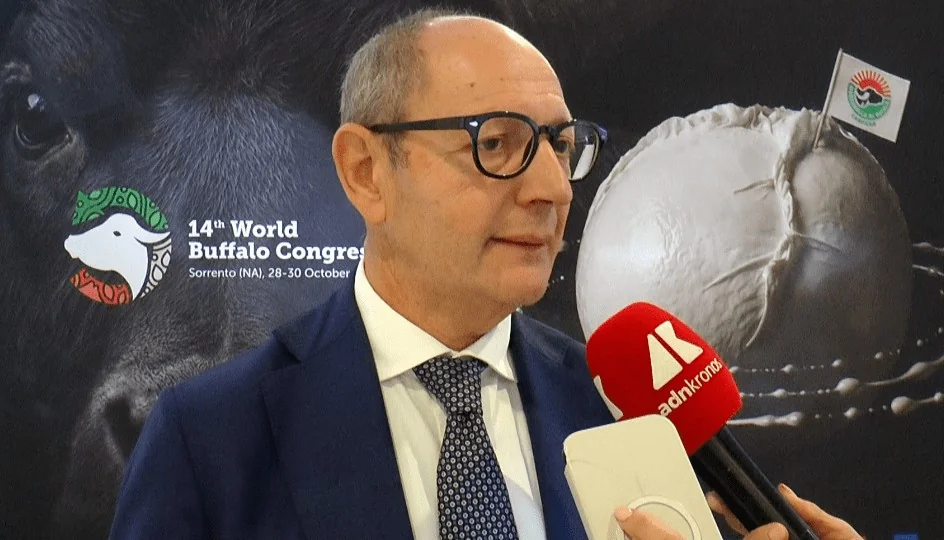 Mozzarella de búfala Campana DOP: cadeia vale €1,2–1,3 bi, quase uma 'Fiat' da Campânia, diz presidente do consórcio