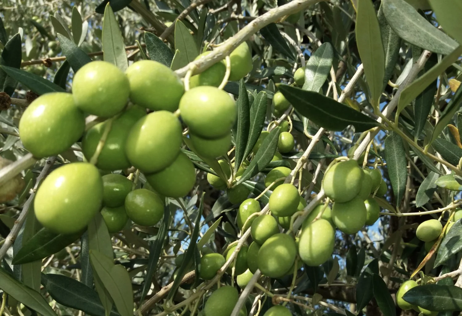 Oliva Alta Daunia conquista DOP da UE: preservação do terroir e reforço à tradição pugliese