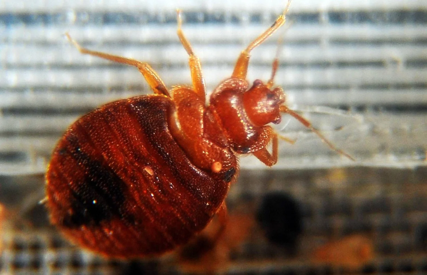 Percevejos na Itália: da ameaça agrícola ao incômodo doméstico — mais de 1.500 espécies identificadas