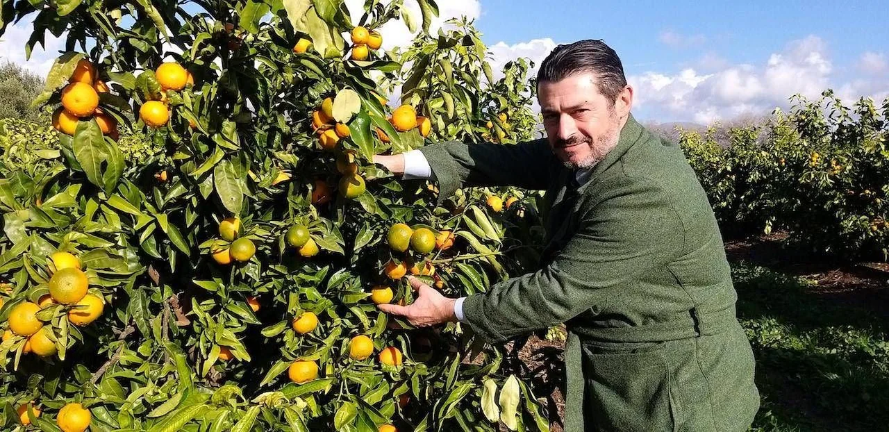 Perrina: Consorzio Armonia lança clementina tardia italiana com privativa até 2056