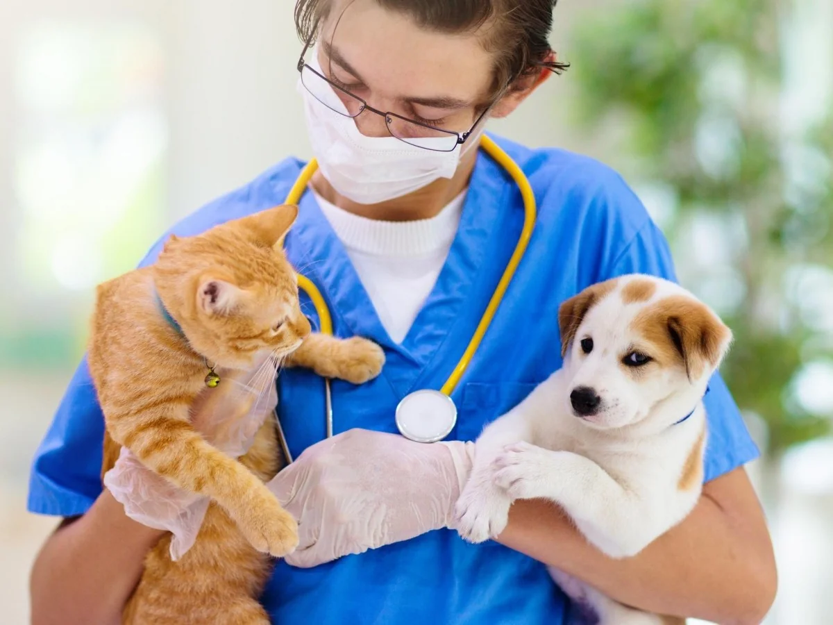 Pescara lança o veterinário social para famílias em dificuldade: consultas a preços reduzidos e prevenção do abandono
