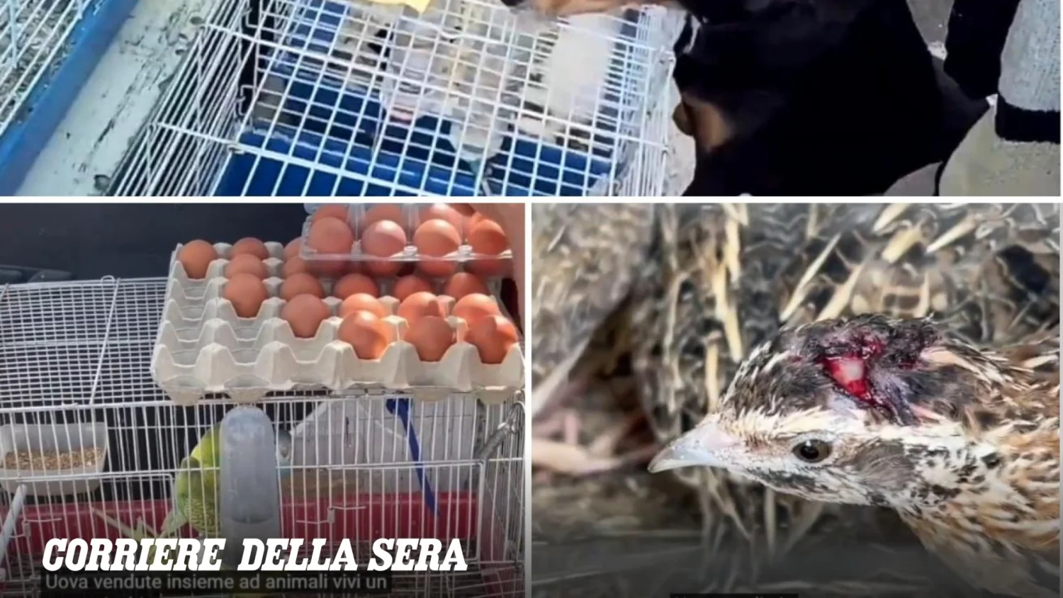 Petição nacional quer proibir venda de animais vivos em mercados: movimento 'Not for sale' ganha força