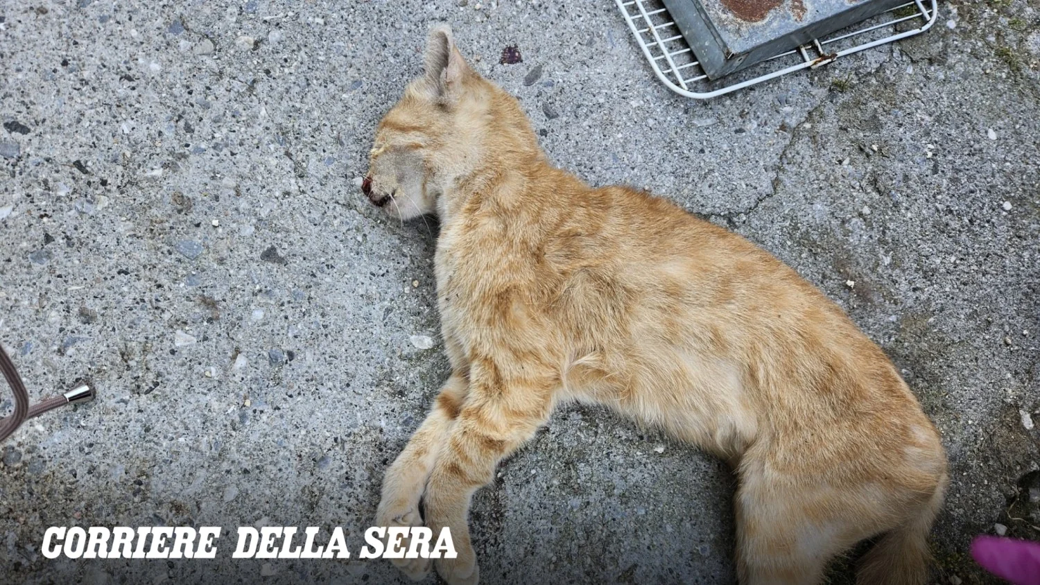 Pietrasanta em alerta: cinco gatos da mesma colônia mortos com violência