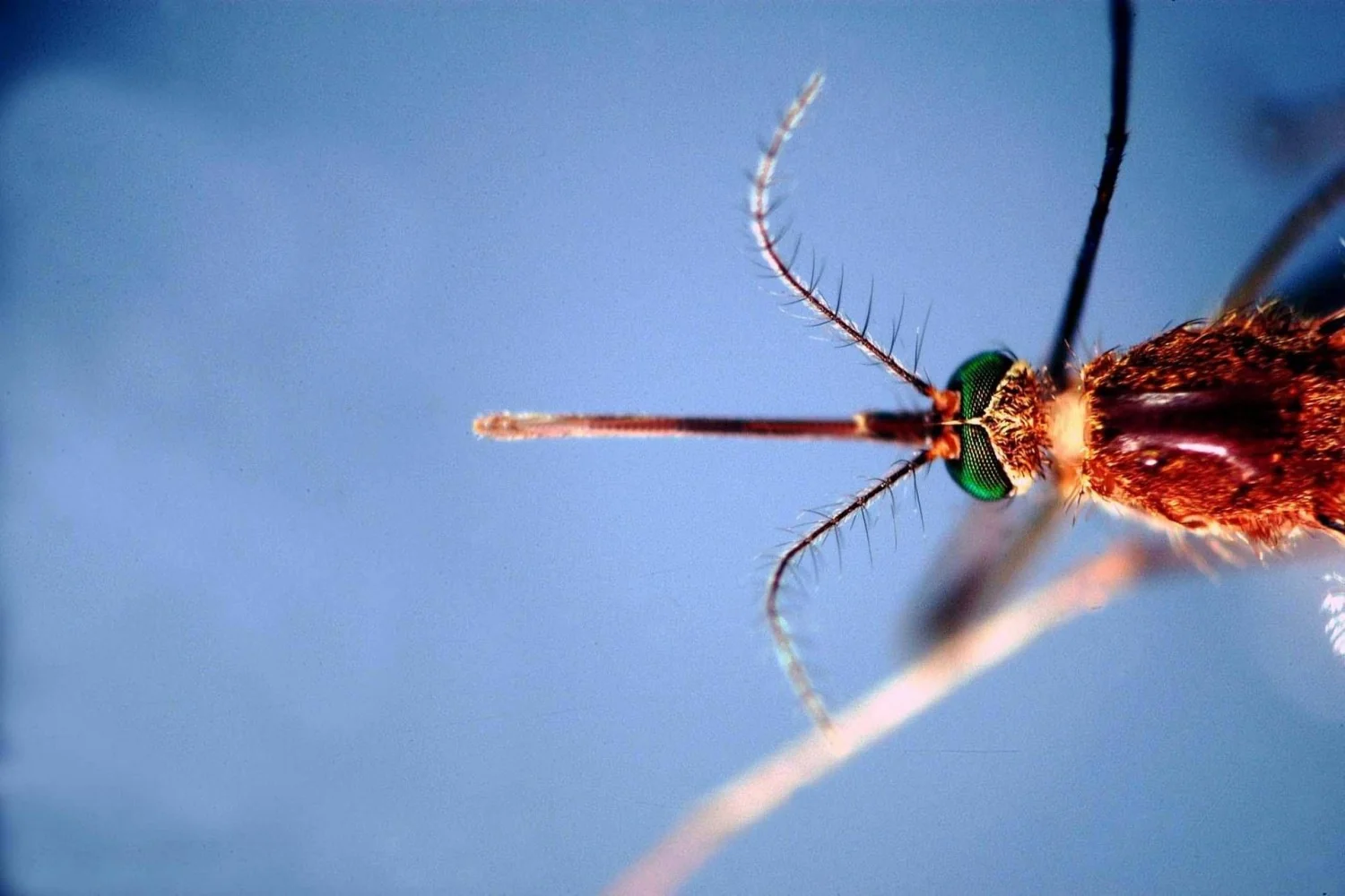 Primeiro óbito por West Nile na Ligúria: homem de 86 anos morre em Gênova